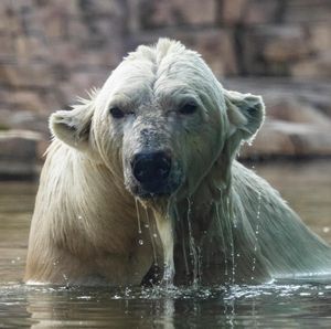 Image post by @sandiegozoo on Instagram