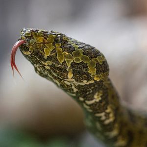 Image post by @sandiegozoo on Instagram