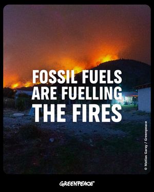 Image post by @greenpeace on Instagram