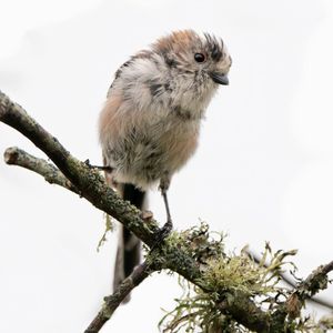 Image post by @rspb on Instagram
