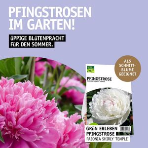 Image post by @oldenburgerwohngarten on Instagram
