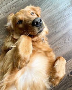 Image post by @pancake.thegolden on Instagram