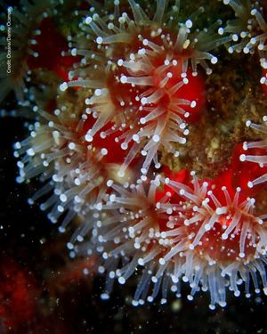 Image post by @oceana on Instagram