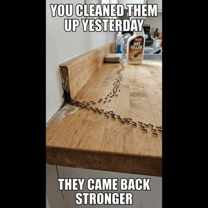 Image post by @bugbustersusa on Instagram