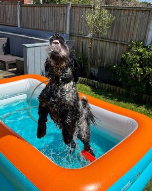Image post by @pupcorntreats on Instagram