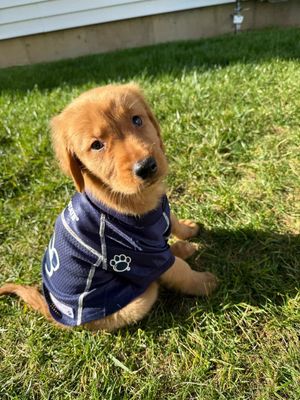 Image post by @psubarstool on Instagram