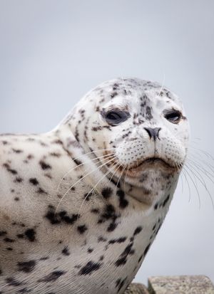 Image post by @AnimalPlanet on Twitter