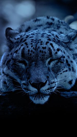 Video post by @bbcearth on Instagram