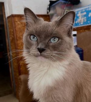Image post by @brunrik.and.pyrene.ragdolls on Instagram