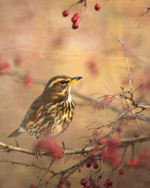 Image post by @rspb on Instagram