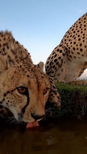 Video post by @bbcearth on Instagram
