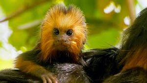 Video post by @bbcearth on YouTube