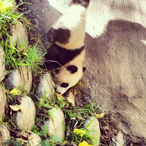 Image post by @sandiegozoo on Instagram