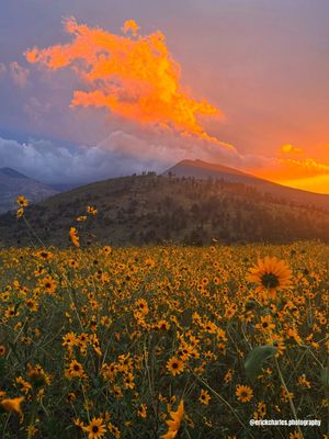 Image post by @nauflagstaff on Instagram