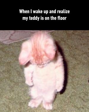 Image post by @9gag on Instagram