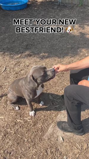 Video post by @DetroitGSD on Facebook