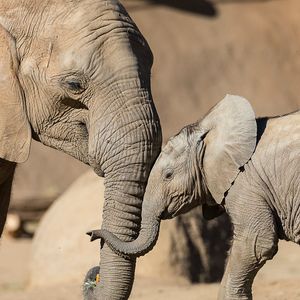 Image post by @sandiegozoo on Instagram