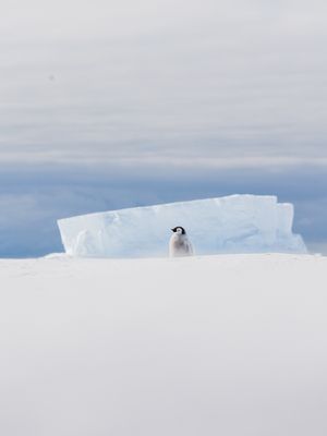 Image post by @white.desert.antarctica on Instagram