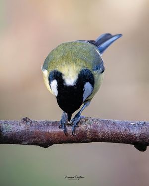 Image post by @rspb on Instagram
