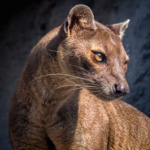 Image post by @sandiegozoo on Instagram