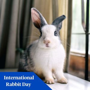 Image post by @company/nationwidepet on LinkedIn