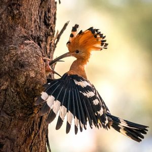 Image post by @animalplanet on Instagram