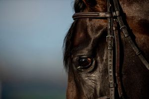 Image post by @myracehorse_ on Instagram