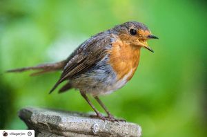 Image post by @rspb on Instagram