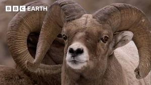 Video post by @bbcearth on YouTube