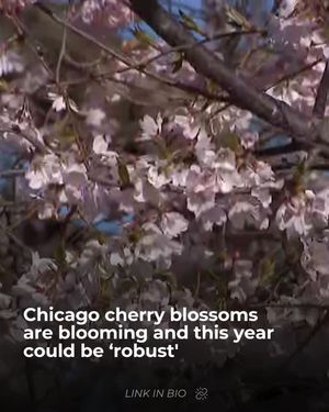 Image post by @nbcchicago on Instagram
