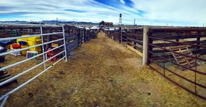 Image post by @nationalwestern on Instagram