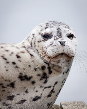 Image post by @animalplanet on Instagram