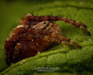 Image post by @lathanuelf_photos on Instagram