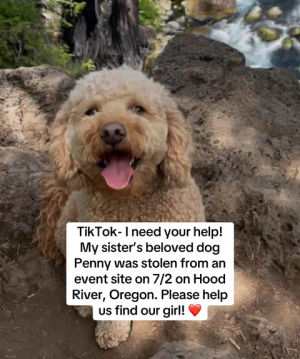 Image post by @gabriellepayne_ on TikTok