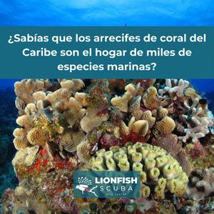 Image post by @lionfishscuba on Instagram