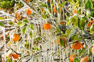 Image post by @ufalumni on Instagram