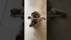 Video post by @claritin on YouTube