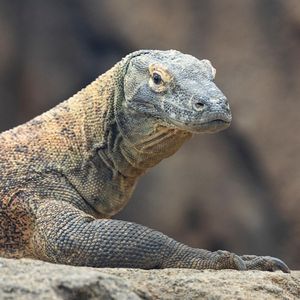 Image post by @sandiegozoo on Instagram