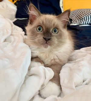 Image post by @brunrik.and.pyrene.ragdolls on Instagram