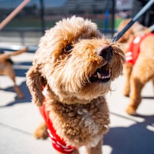 Image post by @ohiostathletics on Instagram