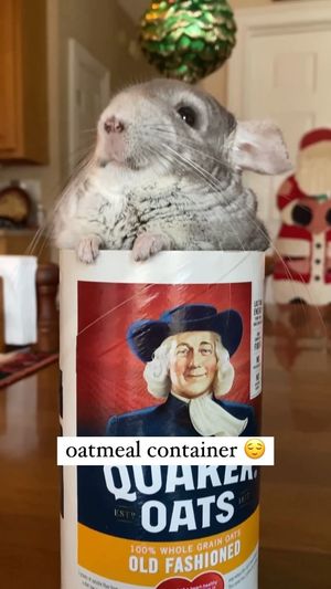 Video post by @chinpals on Instagram