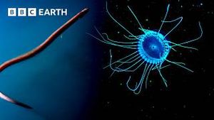 Video post by @bbcearth on YouTube