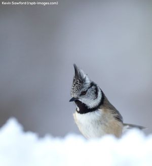 Image post by @rspb on Instagram