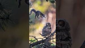 Video post by @kmphfox26 on YouTube