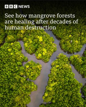 Image post by @bbcnews on Instagram