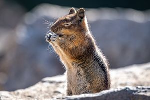 Image post by @wanatlparkfund on Instagram