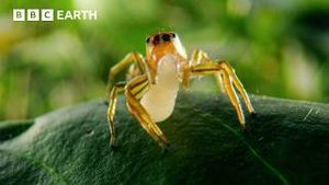 Video post by @bbcearth on YouTube