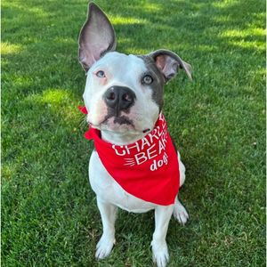 Image post by @charlee_bear_dogtreats on Instagram