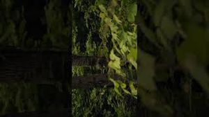 Video post by @eriicw on YouTube