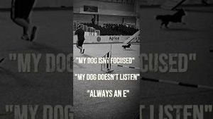 Video post by @dogsthat on YouTube